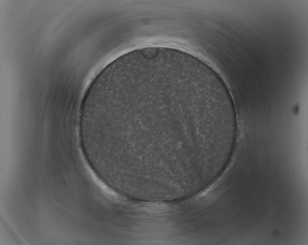 X0000116771525201001071205