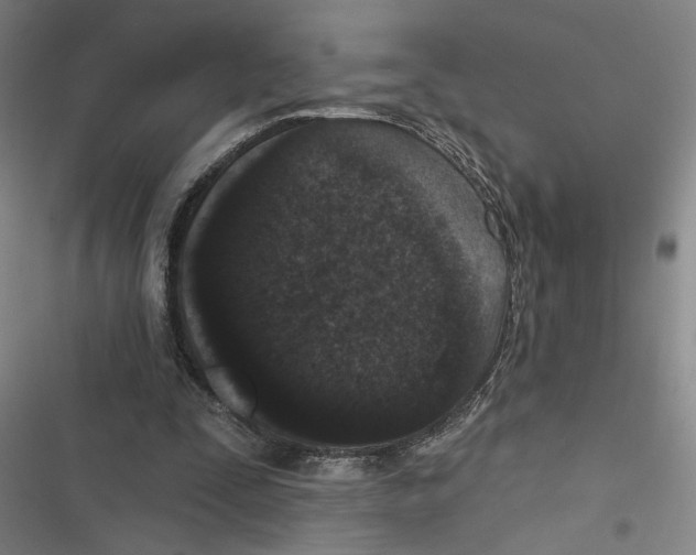 X0000116770295201001141456