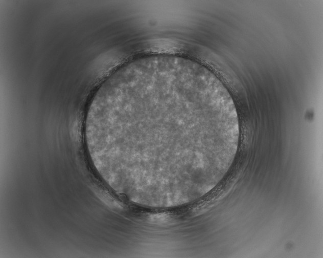 X0000116770309201001141456