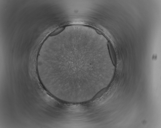 X0000116770385201001141455