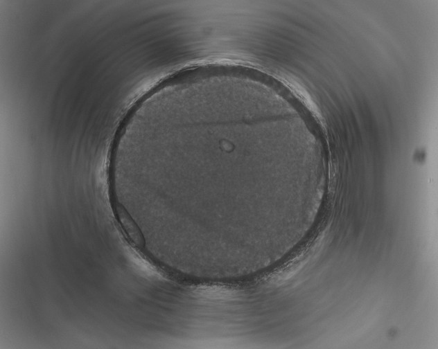 X0000116770389201001141455