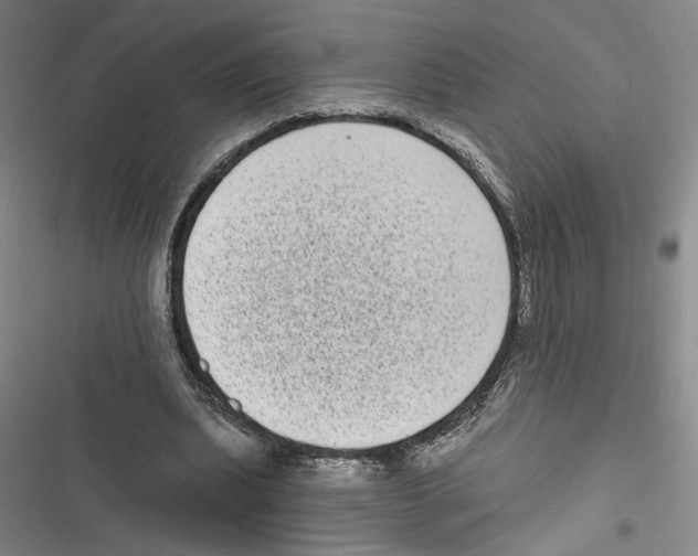 X0000116770439201001141454