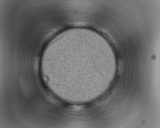 X0000116770495201001141454