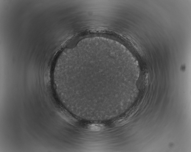 X0000116770508201001141453