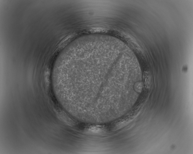 X0000116770550201001141453