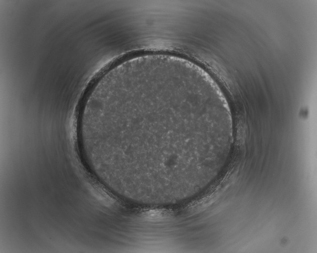 X0000116770584201001141452