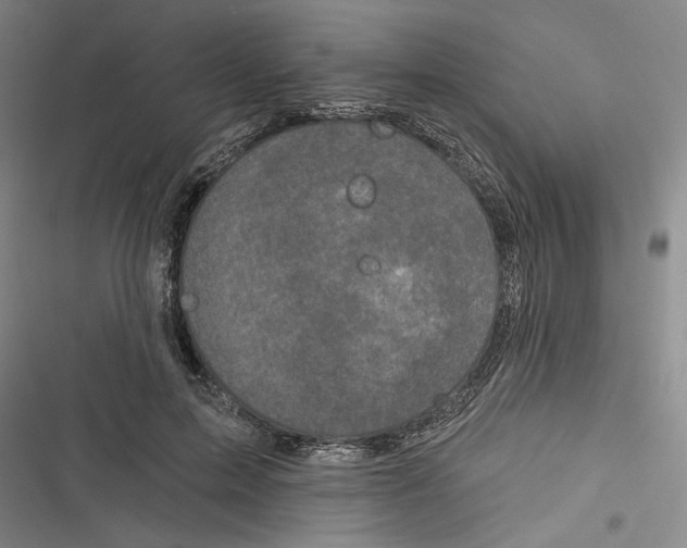 X0000116770599201001141452