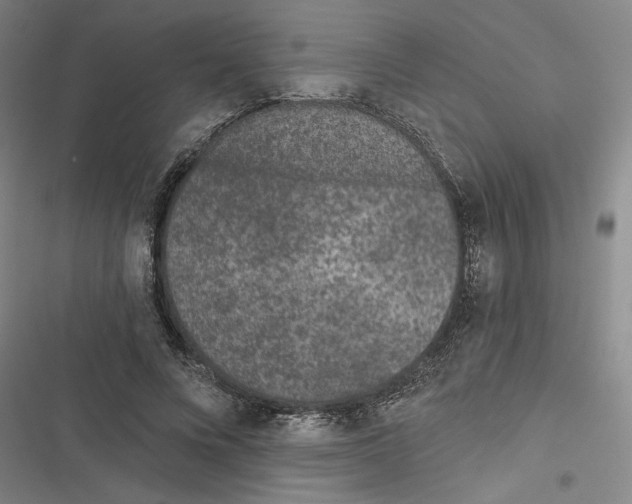 X0000116770688201001141451