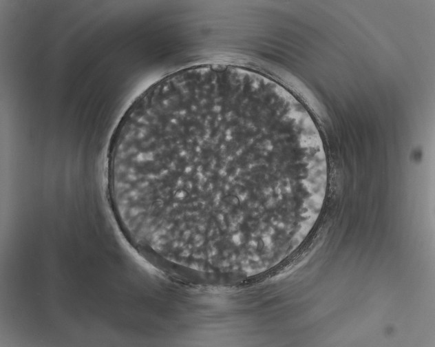 X0000116771095201001141445