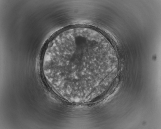 X0000116771117201001141445
