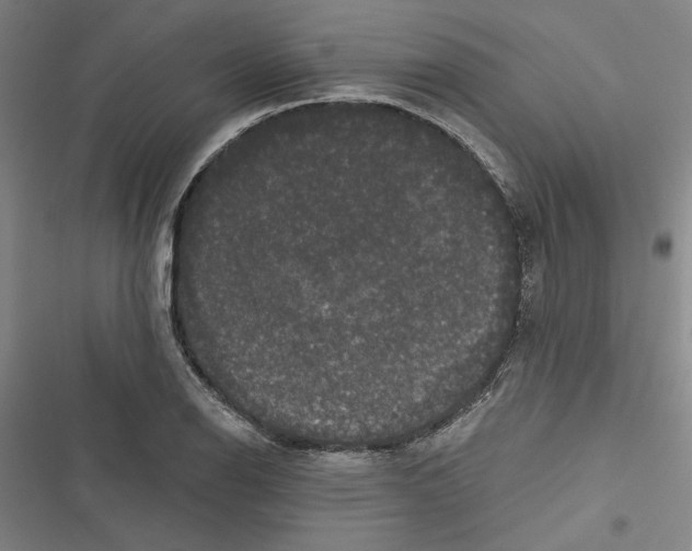 X0000116771126201001141445
