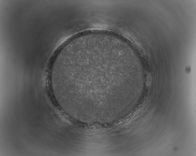 X0000116771208201001141443