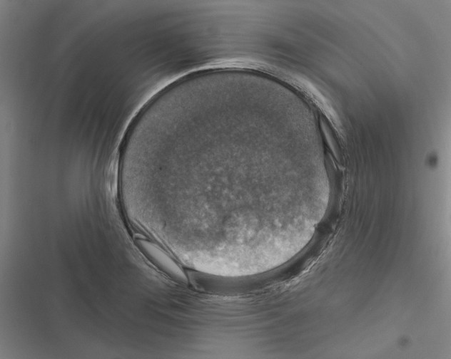X0000116771276201001141443
