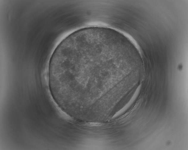 X0000116771295201001141443