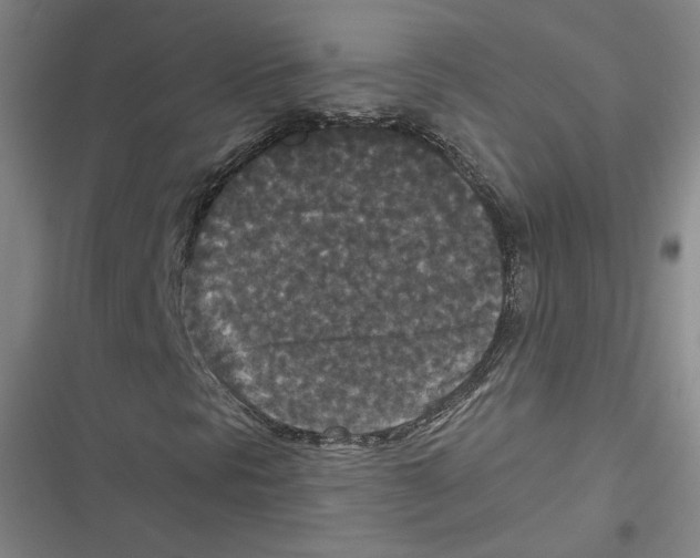 X0000116771297201001141442