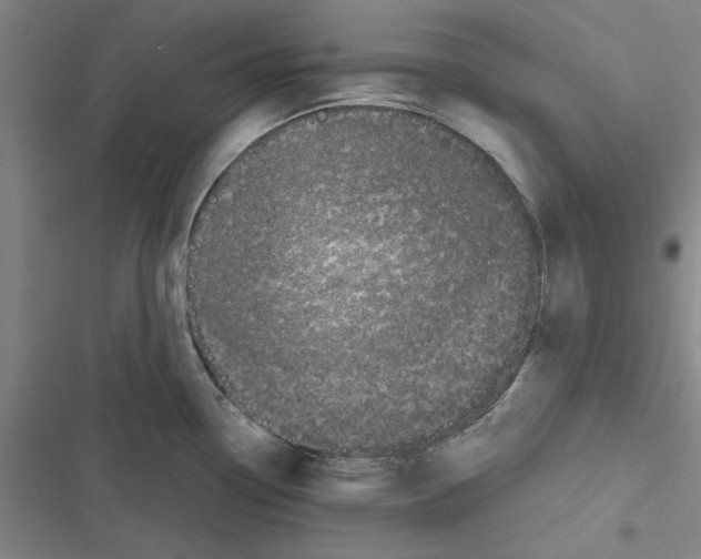 X0000116771338201001141443