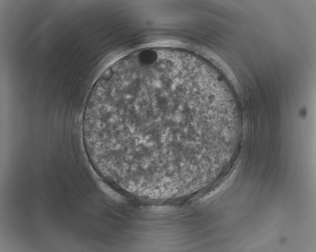 X0000116771425201001141441