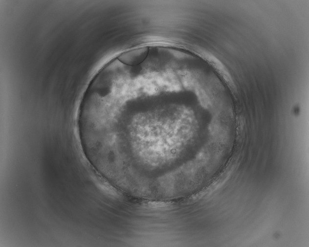 X0000116771427201001141441