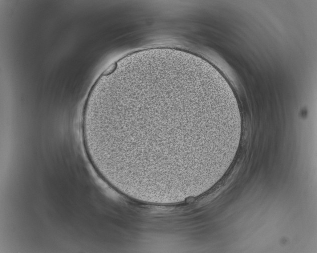 X0000116771439201001141441