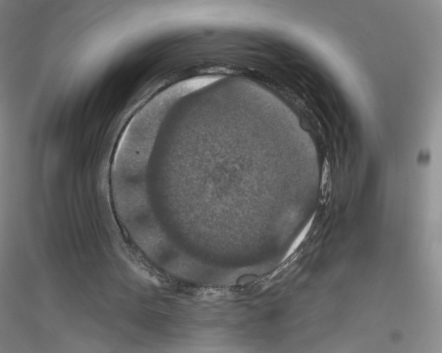 X0000116770099201001281641