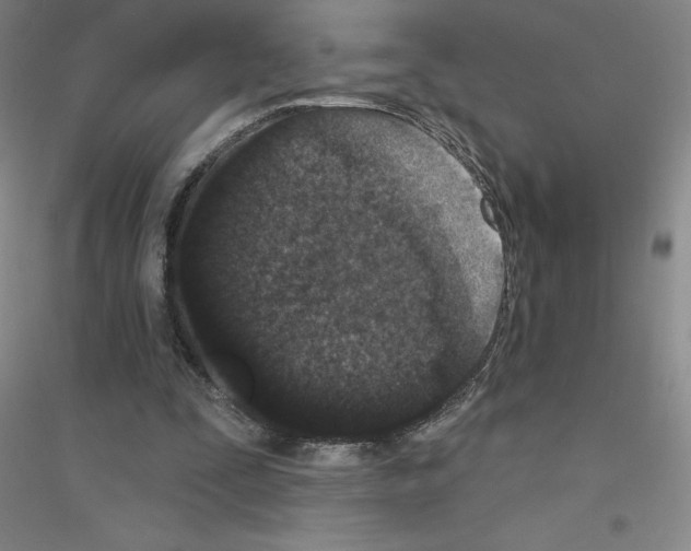 X0000116770295201001281638