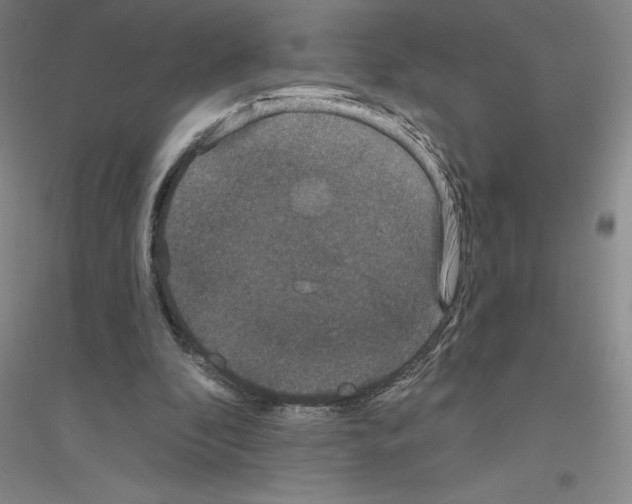 X0000116770296201001281638