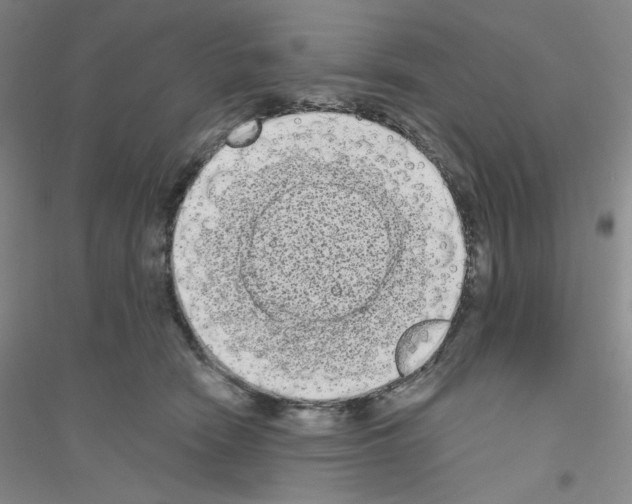 X0000116770466201001281636