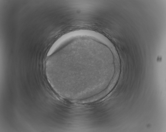 X0000116770528201001281635