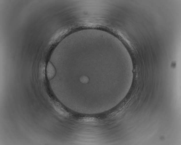 X0000116770685201001281633