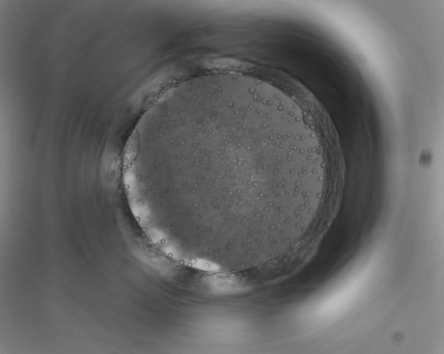 X0000116770767201001281633
