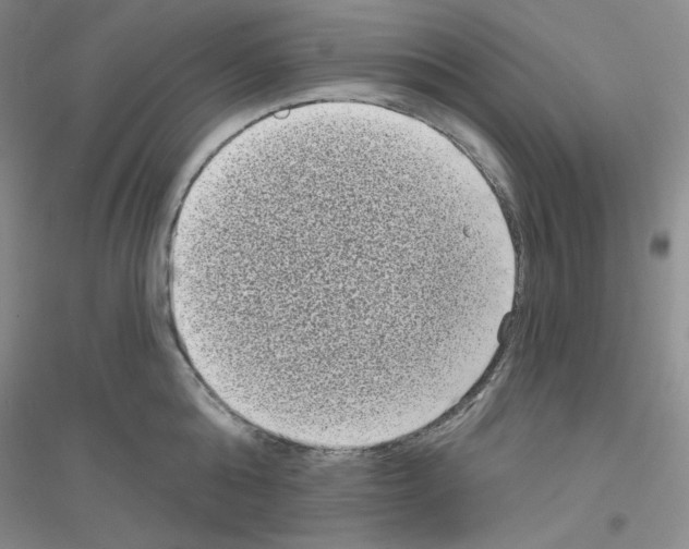 X0000116770808201001281631
