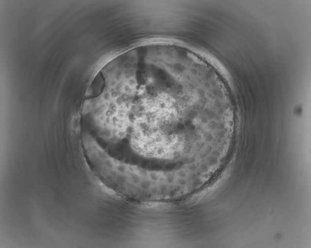 X0000116770953201001281630