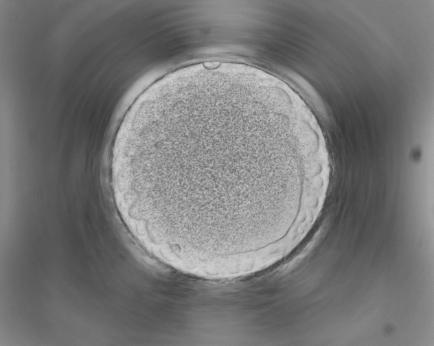 X0000116771196201001281626