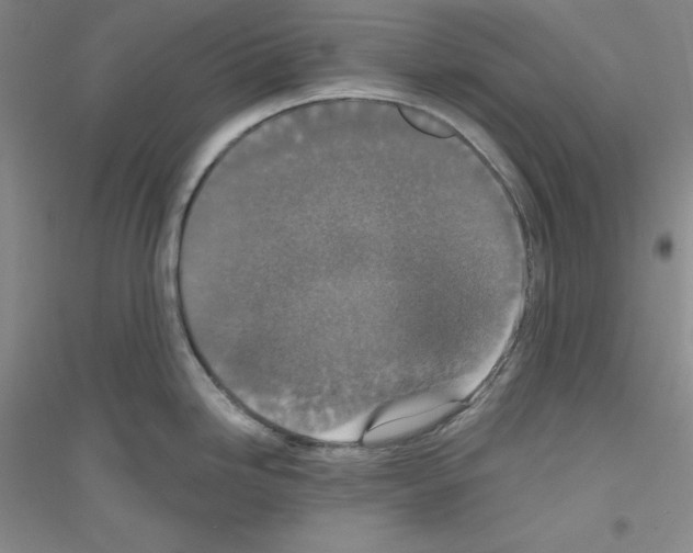 X0000116771246201001281626