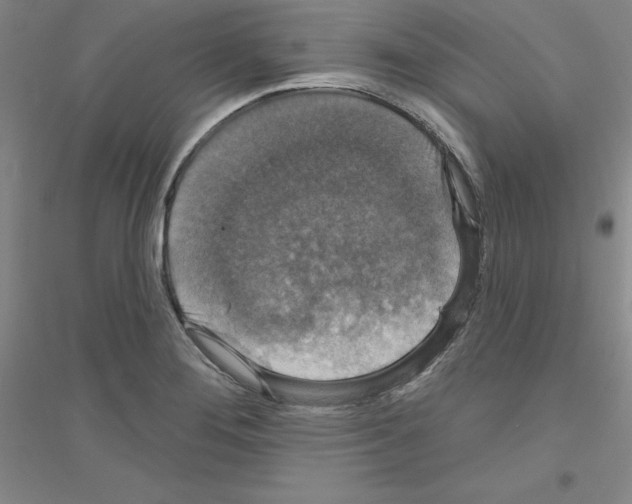 X0000116771276201001281625