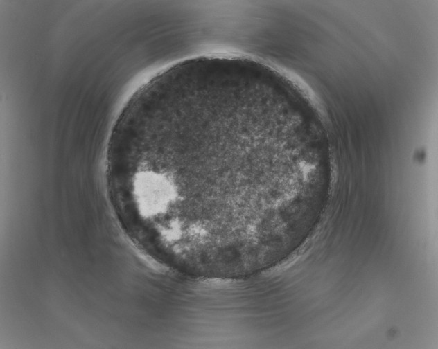 X0000116771327201001281625