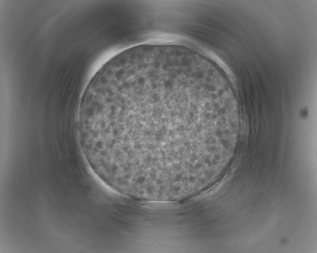X0000116771487201001281622