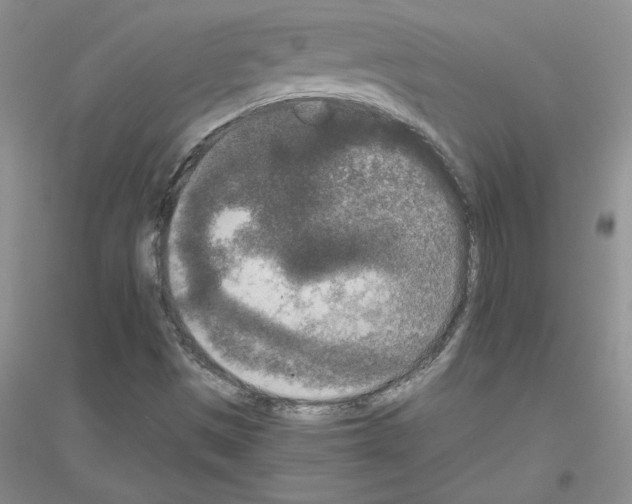 X0000116771497201001281622