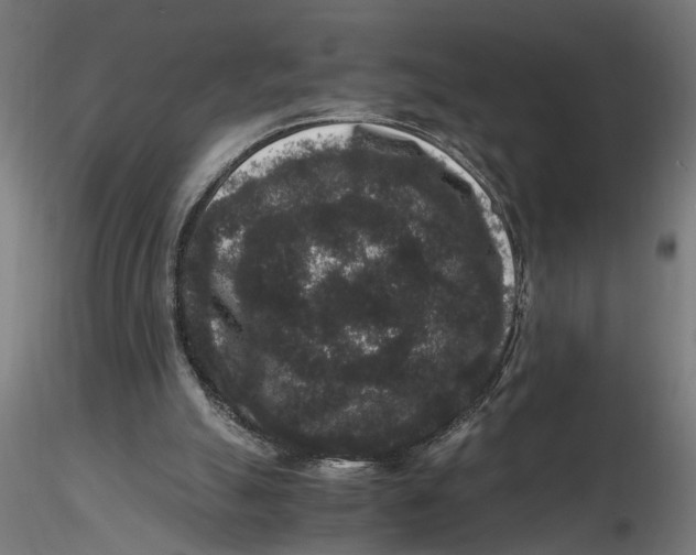 X0000116780055201001071245