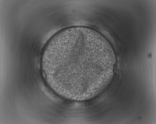 X0000116780060201001071246