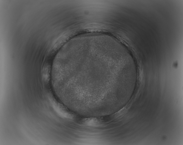 X0000116780074201001071246