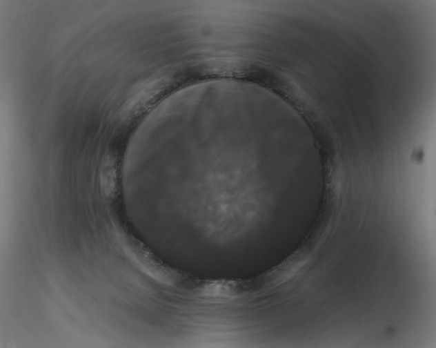 X0000116780080201001071246