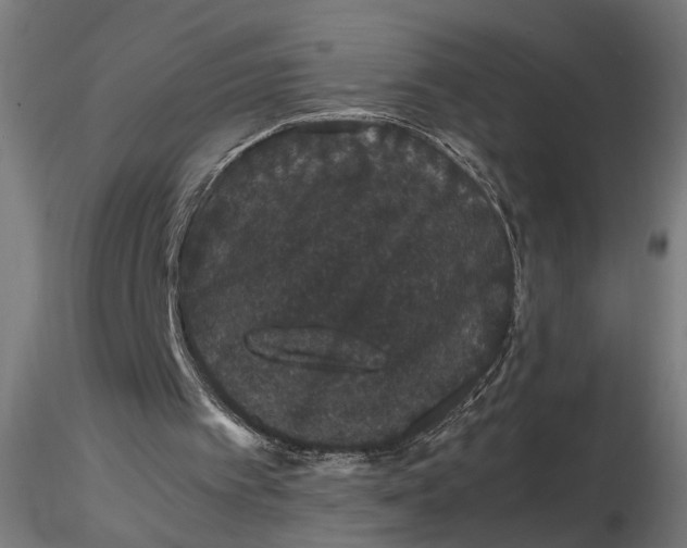 X0000116780097201001071245