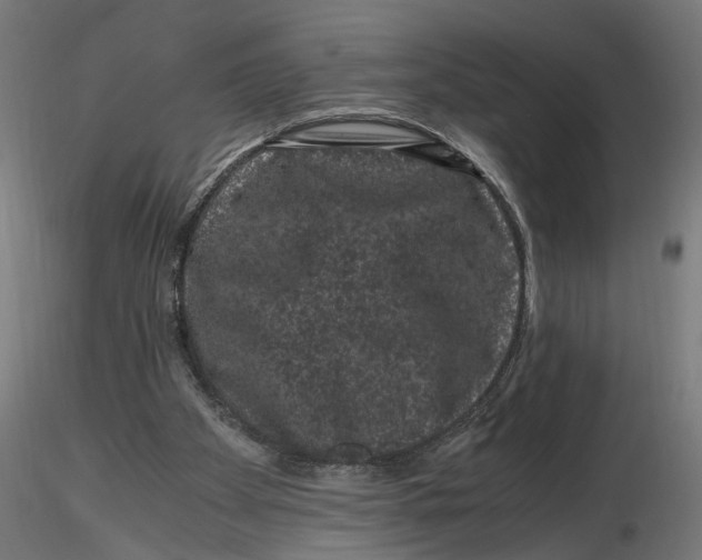 X0000116780105201001071245