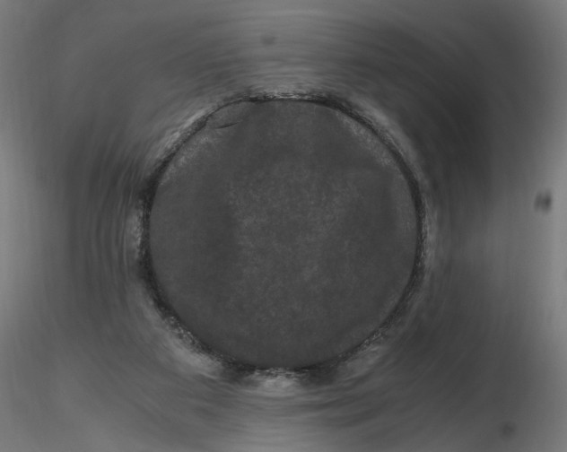 X0000116780113201001071245