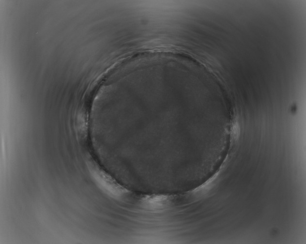 X0000116780186201001071245