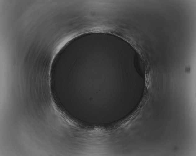 X0000116780196201001071244