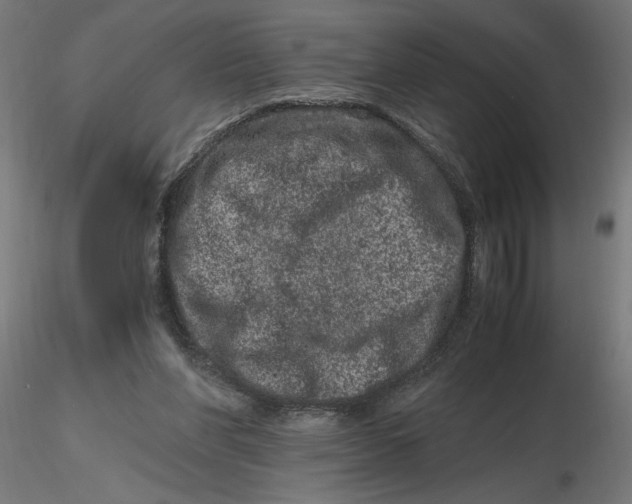 X0000116780206201001071244