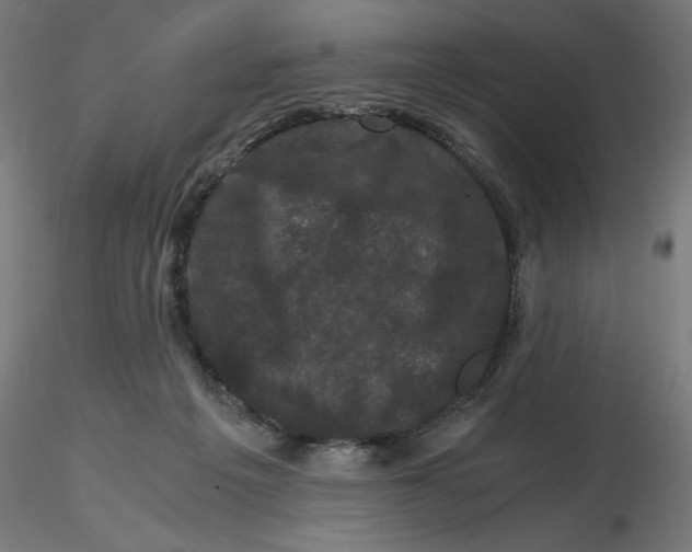 X0000116780217201001071244