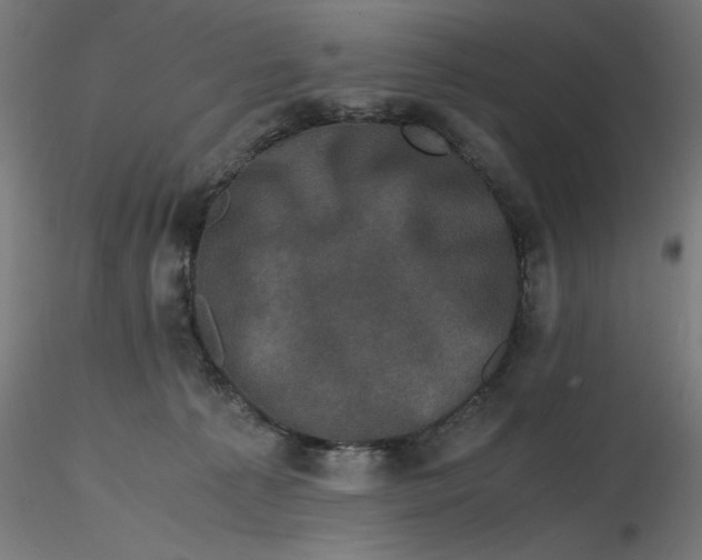 X0000116780225201001071244